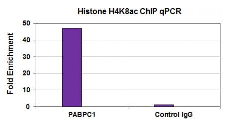 Histone H4K8ac Antibody in ChIP Assay (ChIP)