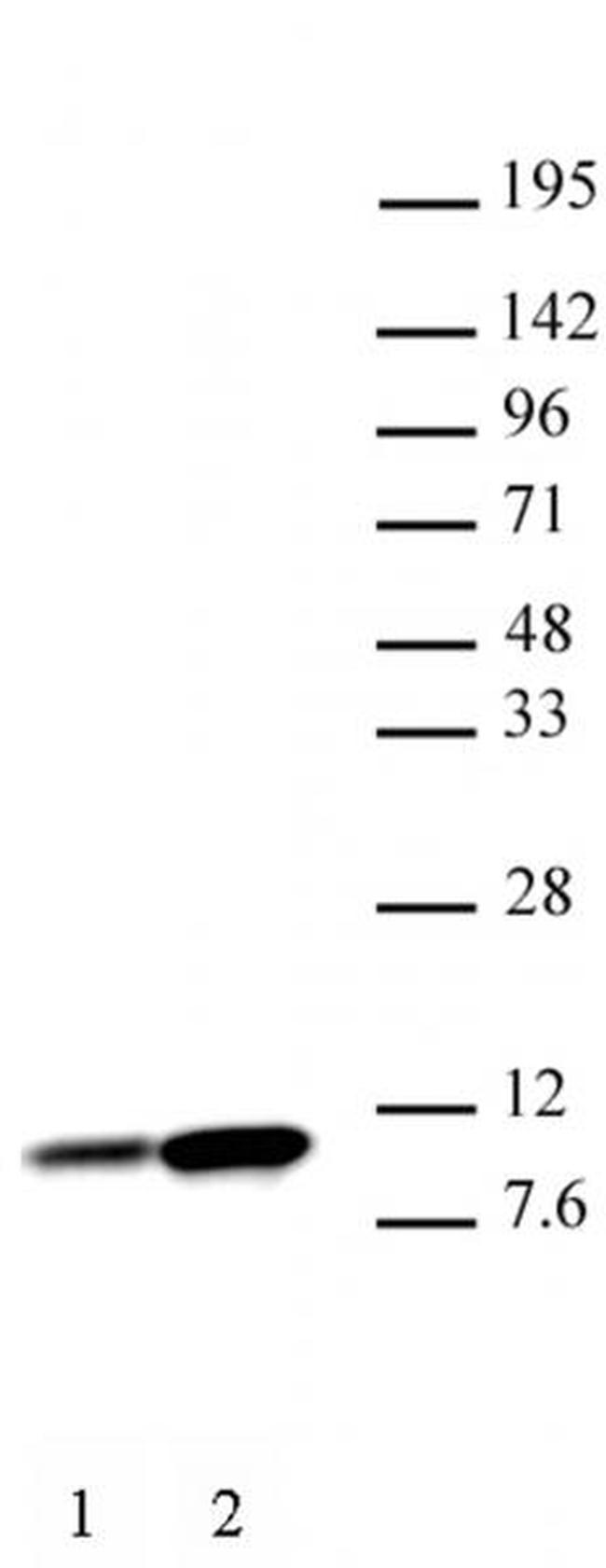 Histone H4K8ac Antibody in Western Blot (WB)