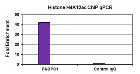 Histone H4K12ac Antibody in ChIP Assay (ChIP)