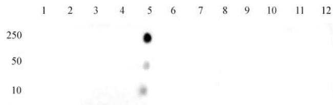 Histone H4K12ac Antibody in Dot Blot (DB)