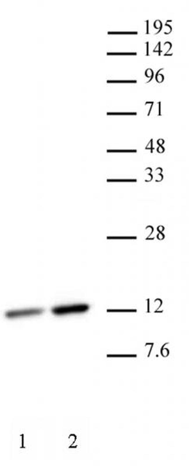 Histone H4K12ac Antibody in Western Blot (WB)