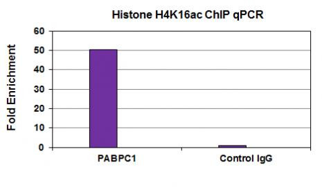 Histone H4K16ac Antibody in ChIP Assay (ChIP)