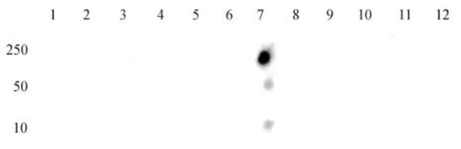 Histone H4K16ac Antibody in Dot Blot (DB)