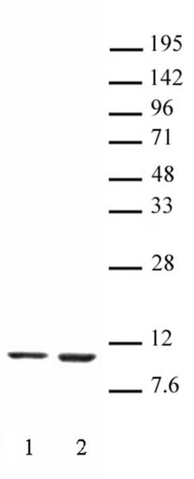 Histone H4K16ac Antibody in Western Blot (WB)