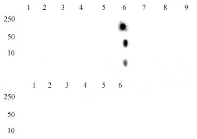 Histone H4K20me2 Antibody in Dot Blot (DB)