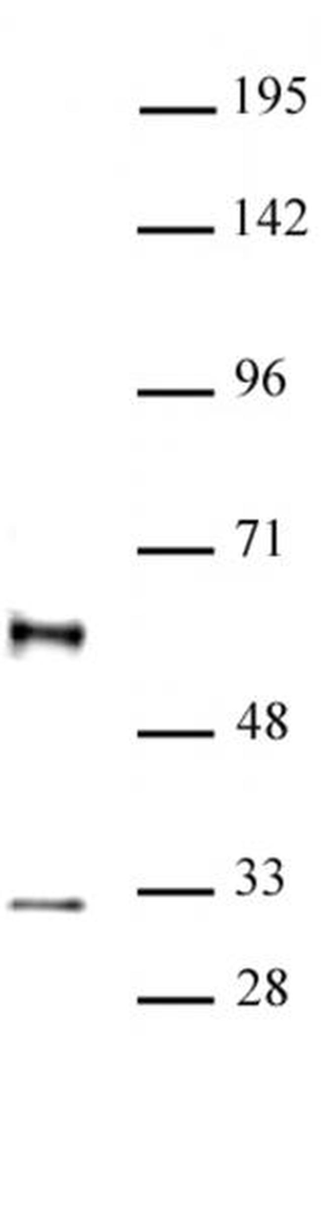 GFI1 Antibody in Western Blot (WB)