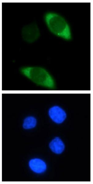 Cas9 Antibody in Immunocytochemistry (ICC/IF)