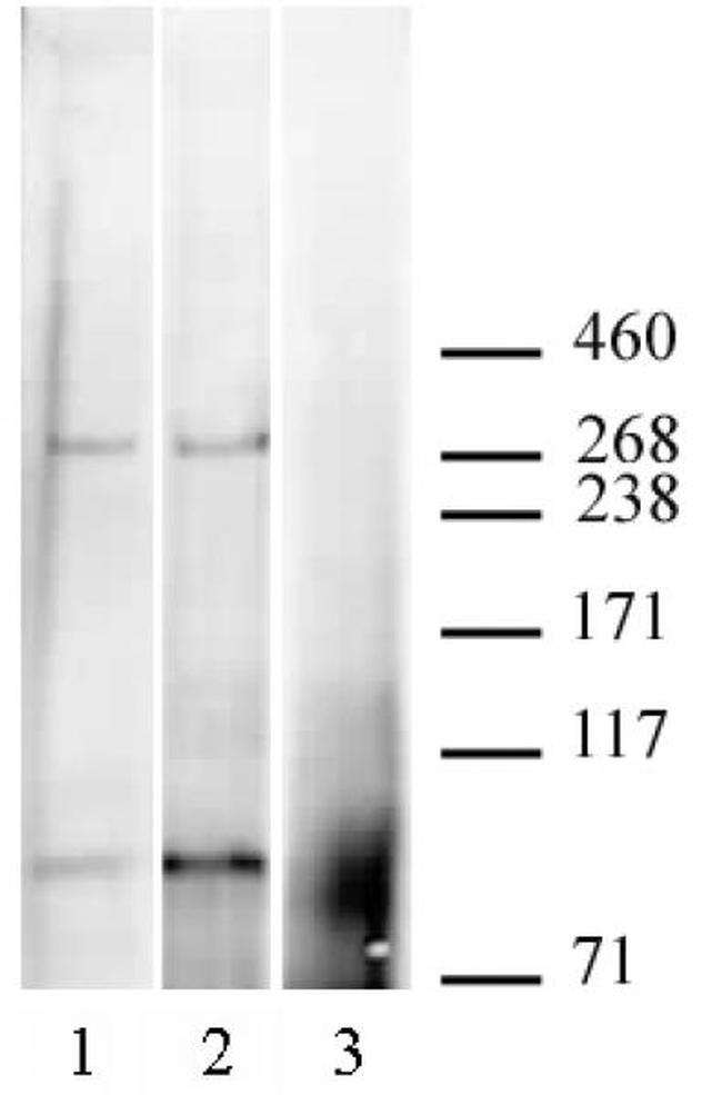 CABIN1 Antibody in Western Blot (WB)