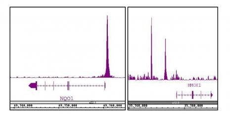 NRF2 Antibody in ChIP-Sequencing (ChIP-Seq)