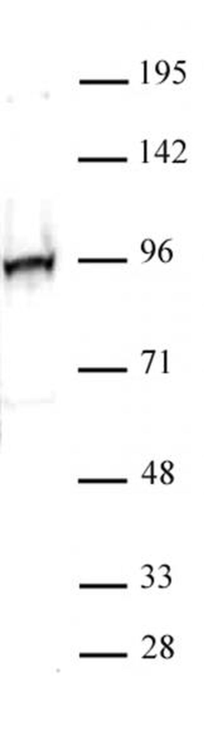 NRF2 Antibody in Western Blot (WB)