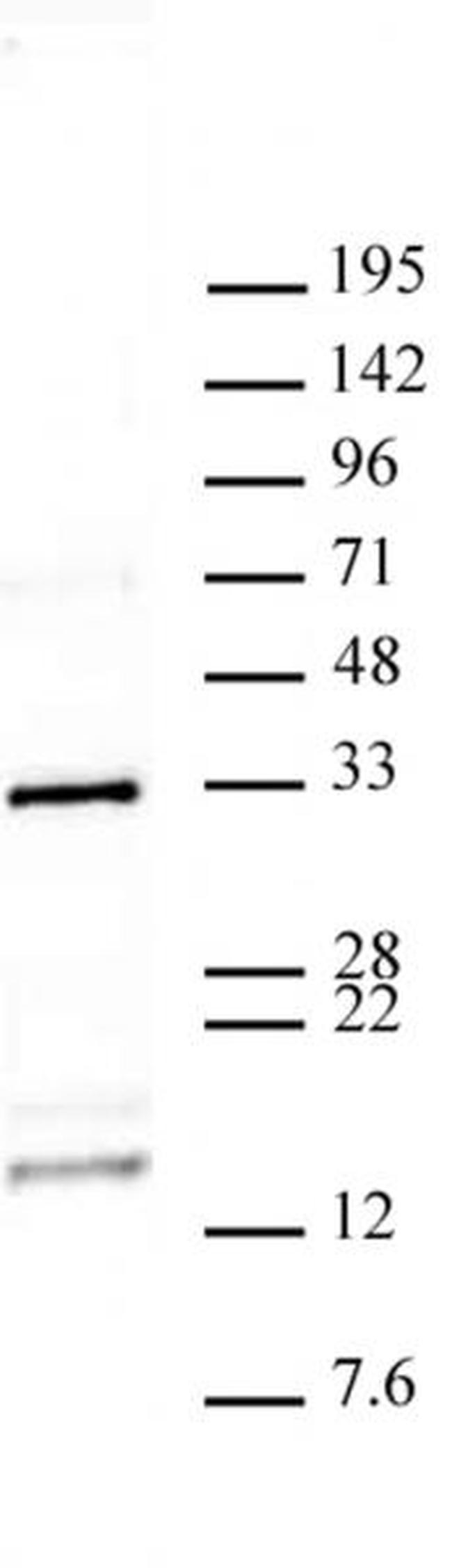 Histone H2AQ104me1 Antibody in Western Blot (WB)