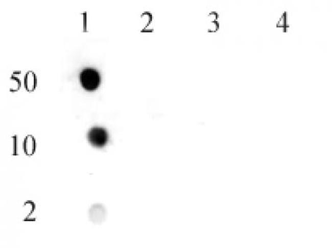 Histone H3R17me2aK18ac Antibody in Dot Blot (DB)