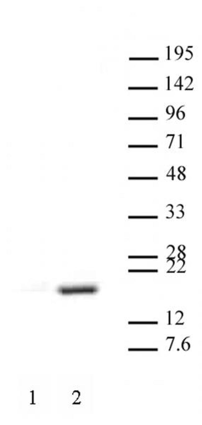 Histone H3R17me2aK18ac Antibody in Western Blot (WB)