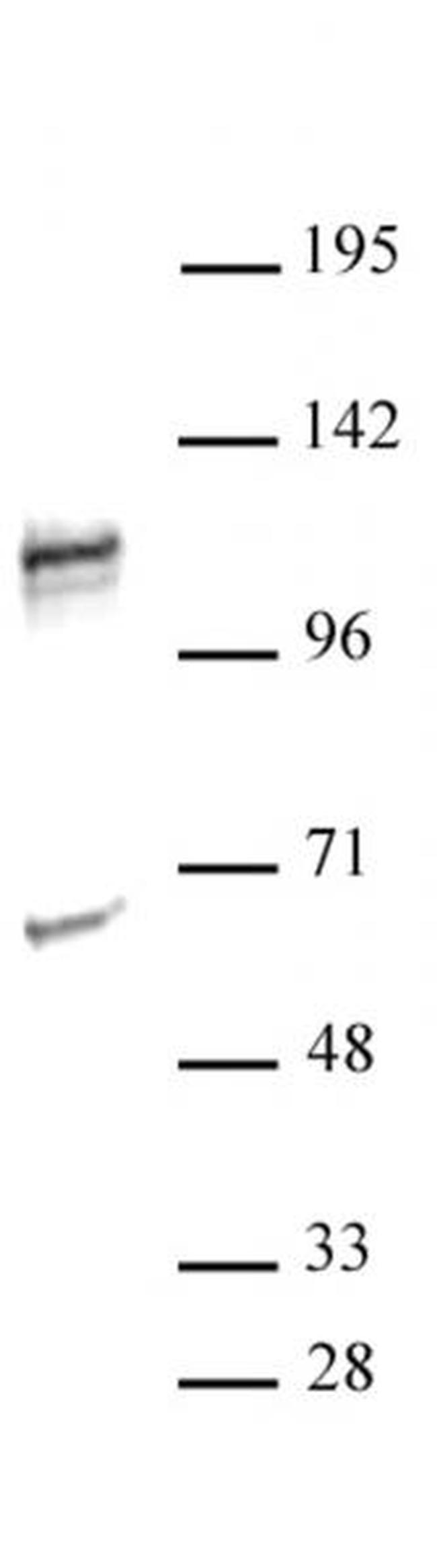 NFATC2 Antibody in Western Blot (WB)