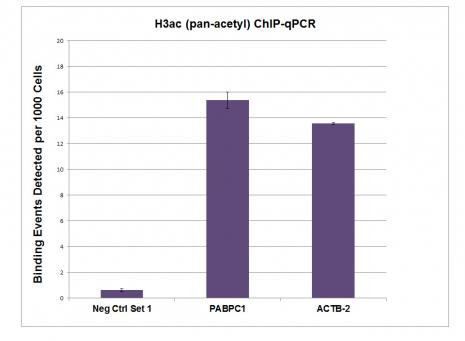 Histone H3ac (pan-acetyl) Antibody in ChIP Assay (ChIP)
