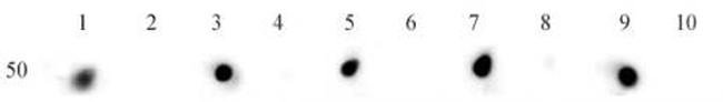 Histone H3ac (pan-acetyl) Antibody in Dot Blot (DB)