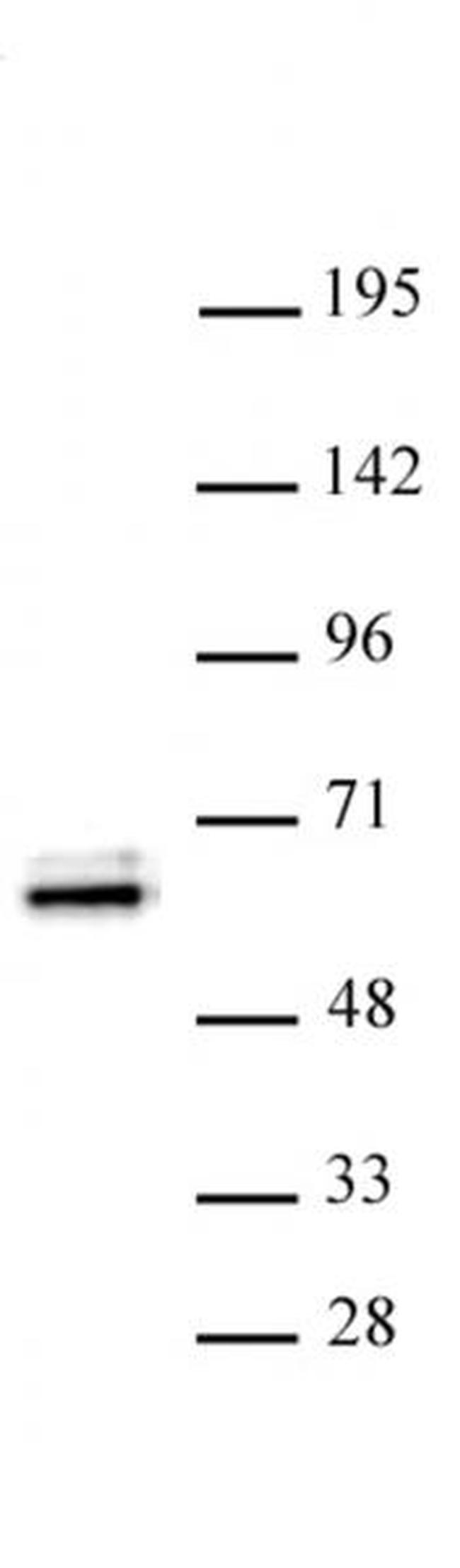 TEAD1 Antibody in Western Blot (WB)