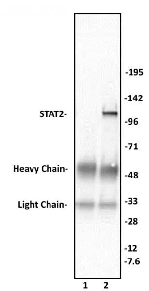 STAT2 Antibody in Immunoprecipitation (IP)