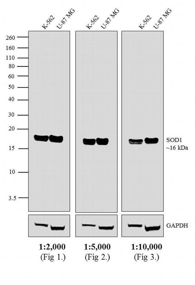 Mouse IgG (H+L) Secondary Antibody in Western Blot (WB)