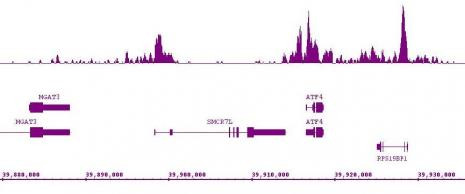 Histone H3K9ac Antibody in ChIP-Sequencing (ChIP-Seq)