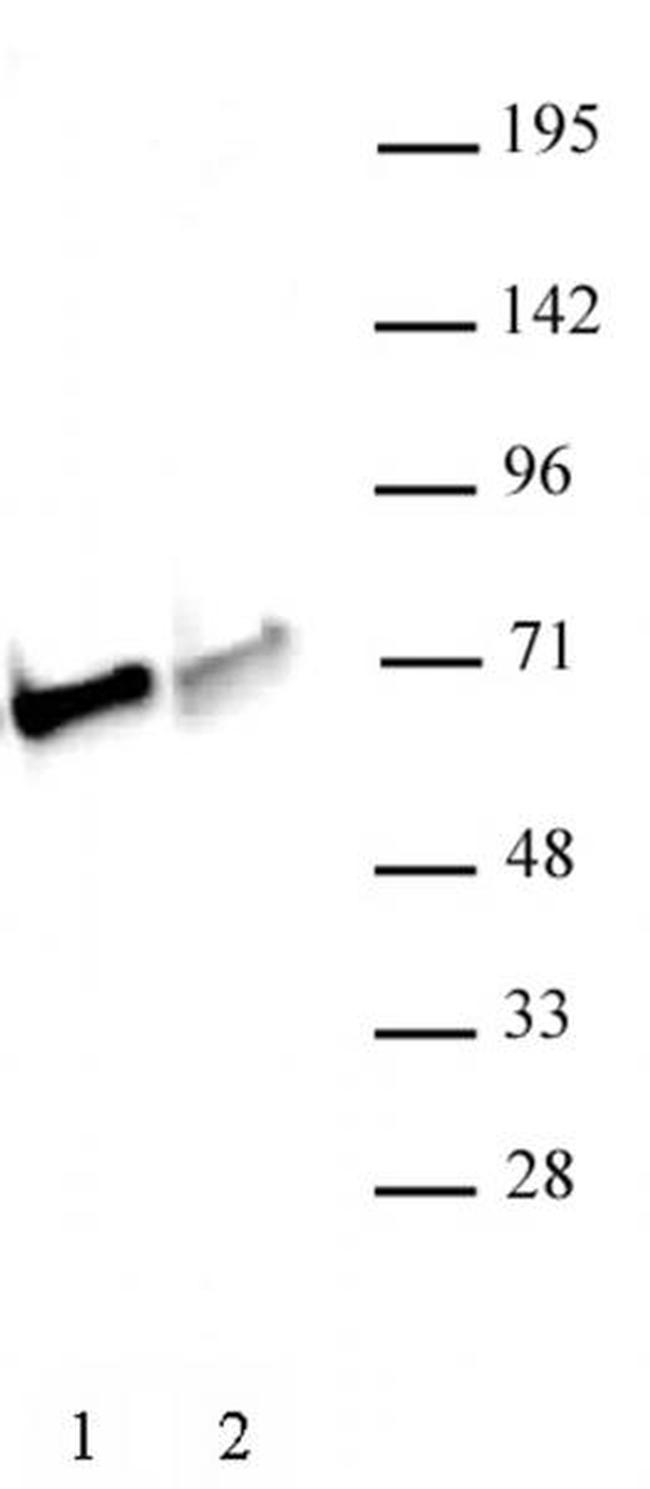 NRF1 Antibody in Western Blot (WB)