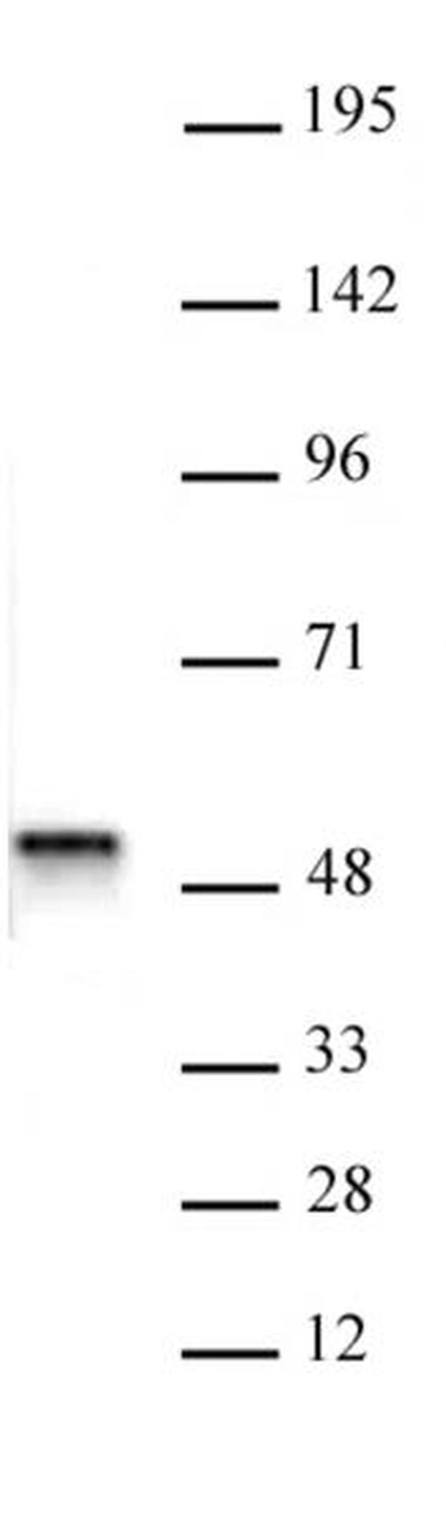 ACTL6B Antibody in Western Blot (WB)