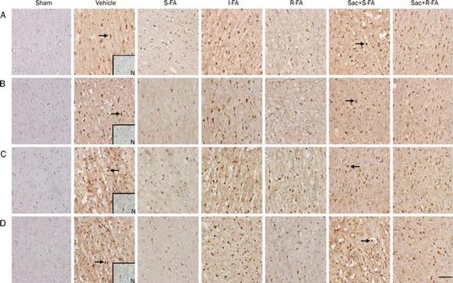 nNOS Antibody in Immunohistochemistry (IHC)