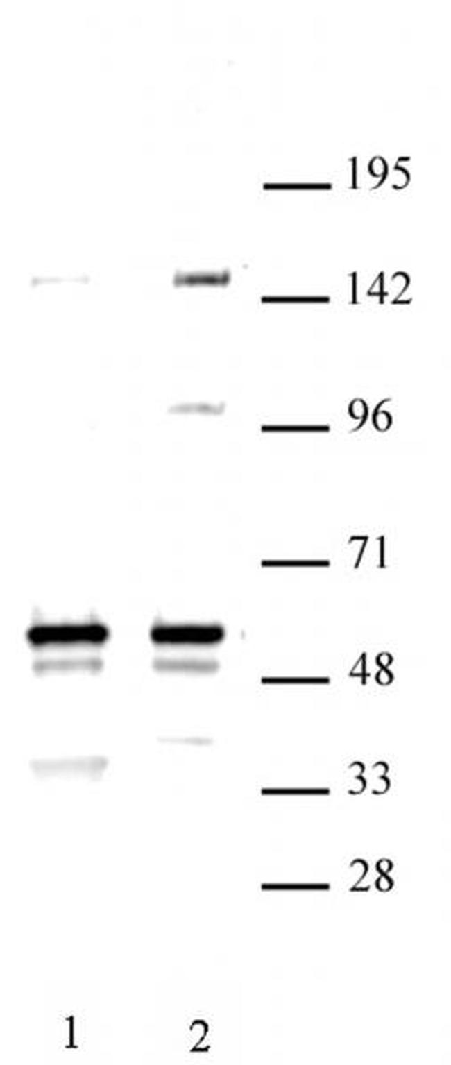 MINA Antibody in Western Blot (WB)