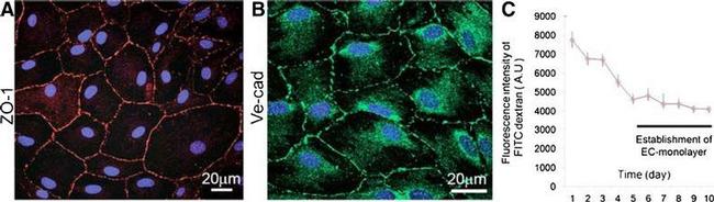 CD201 (EPCR) Antibody in Immunocytochemistry (ICC/IF)