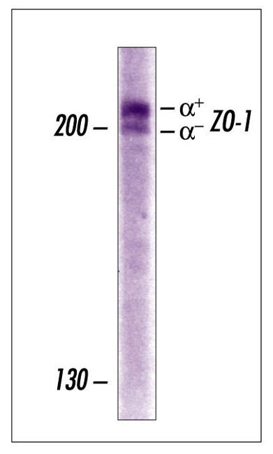 ZO-1 Antibody in Western Blot (WB)