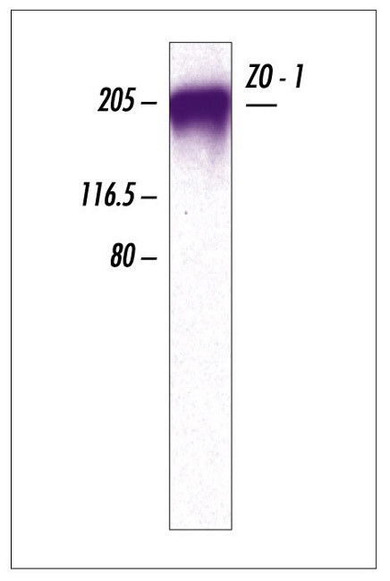 ZO-1 Antibody in Western Blot (WB)