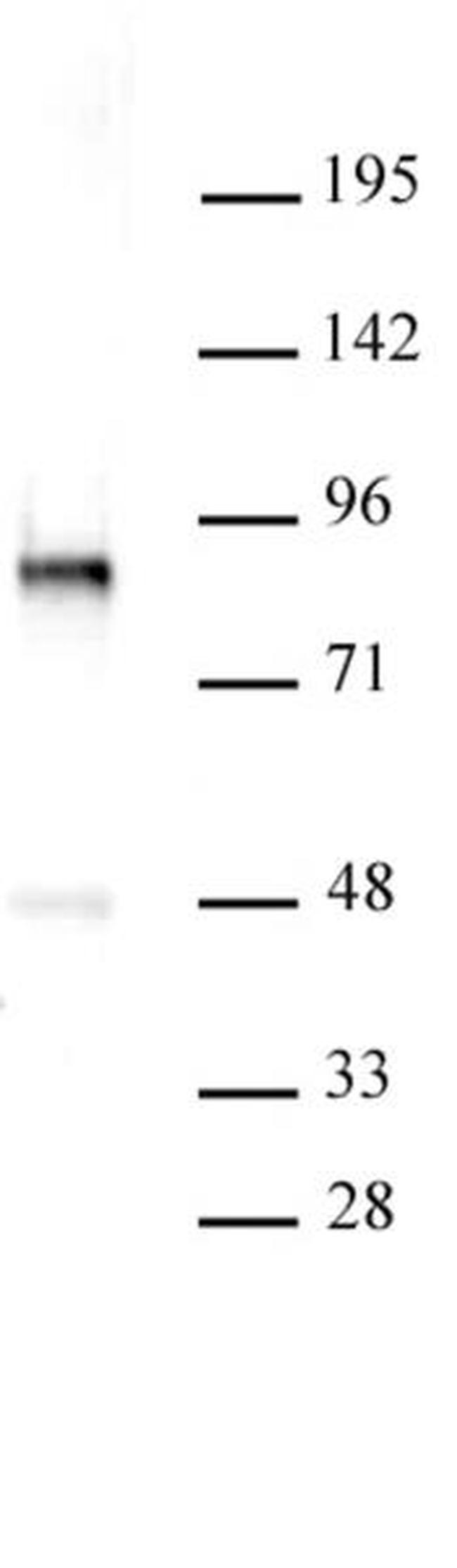 PKC-B Antibody in Western Blot (WB)