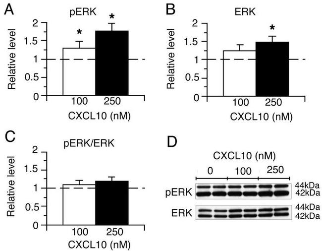 ERK1/ERK2 Antibody in Western Blot (WB)