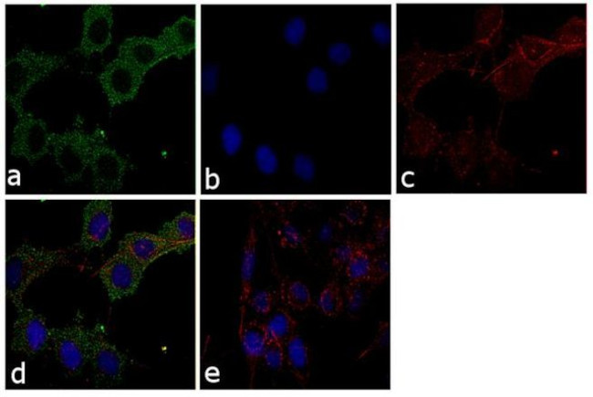 ERK1/ERK2 Antibody in Immunocytochemistry (ICC/IF)