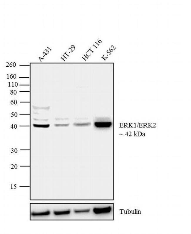 ERK1/ERK2 Antibody in Western Blot (WB)