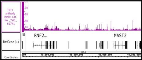 Tet1 Antibody in ChIP-Sequencing (ChIP-Seq)