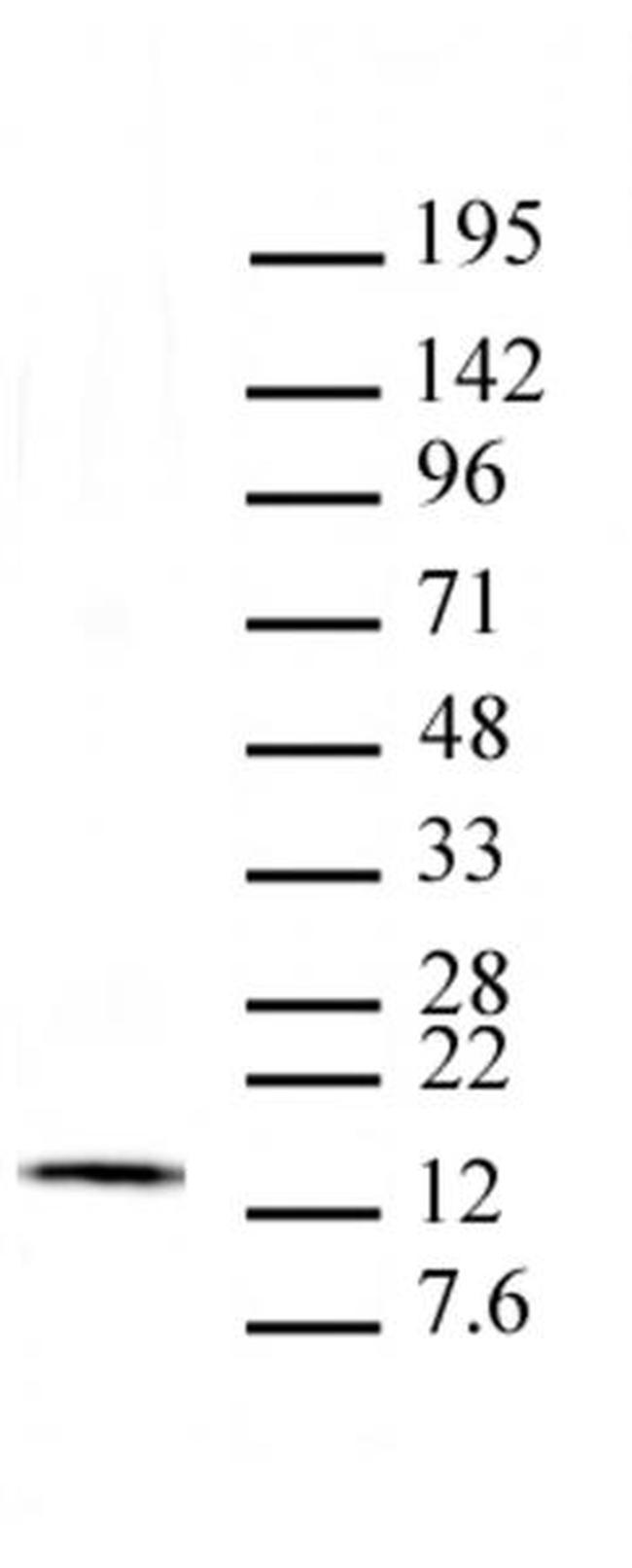 Histone H2Av Antibody in Western Blot (WB)