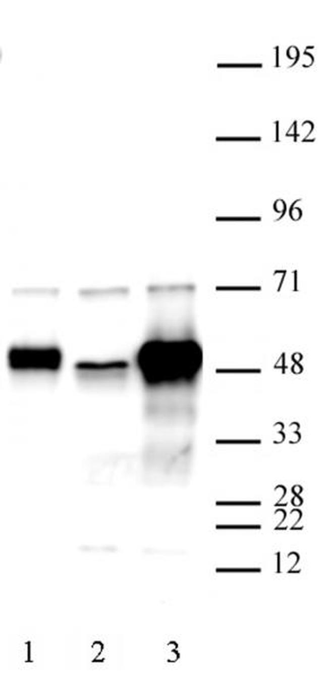 C17orf96 Antibody in Western Blot (WB)