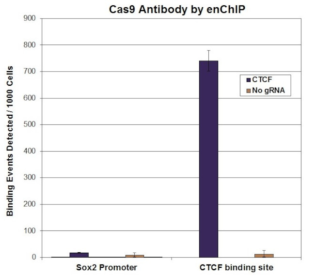 Cas9 Antibody in ChIP Assay (ChIP)