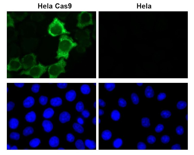 Cas9 Antibody in Immunocytochemistry (ICC/IF)