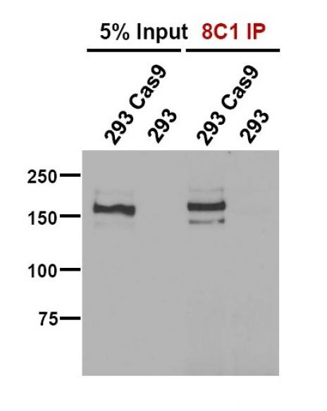 Cas9 Antibody in Immunocytochemistry (ICC/IF)