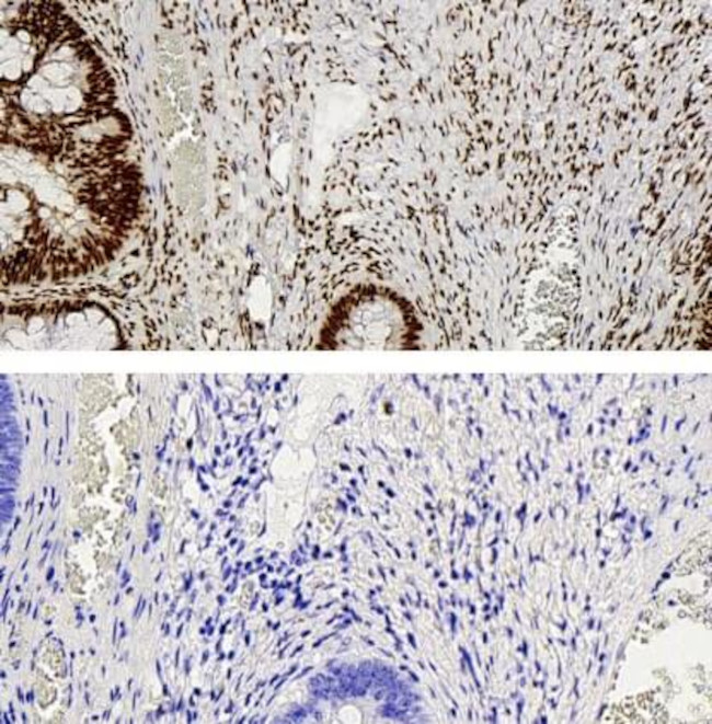 YY1 Antibody in Immunohistochemistry (Paraffin) (IHC (P))