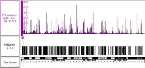 YY1 Antibody in Immunoprecipitation (IP)