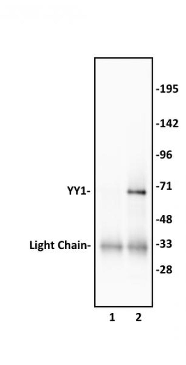 YY1 Antibody in Western Blot (WB)