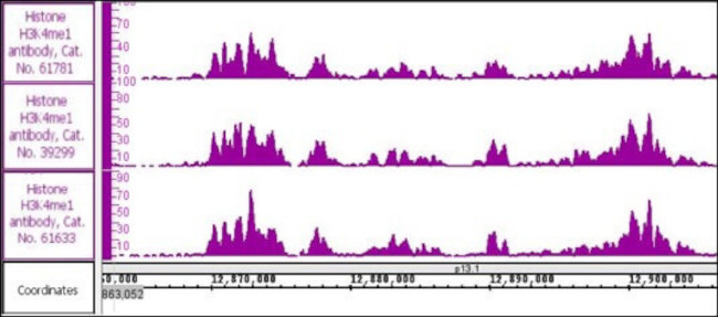 Histone H3K4me1 Antibody in ChIP-Sequencing (ChIP-Seq)