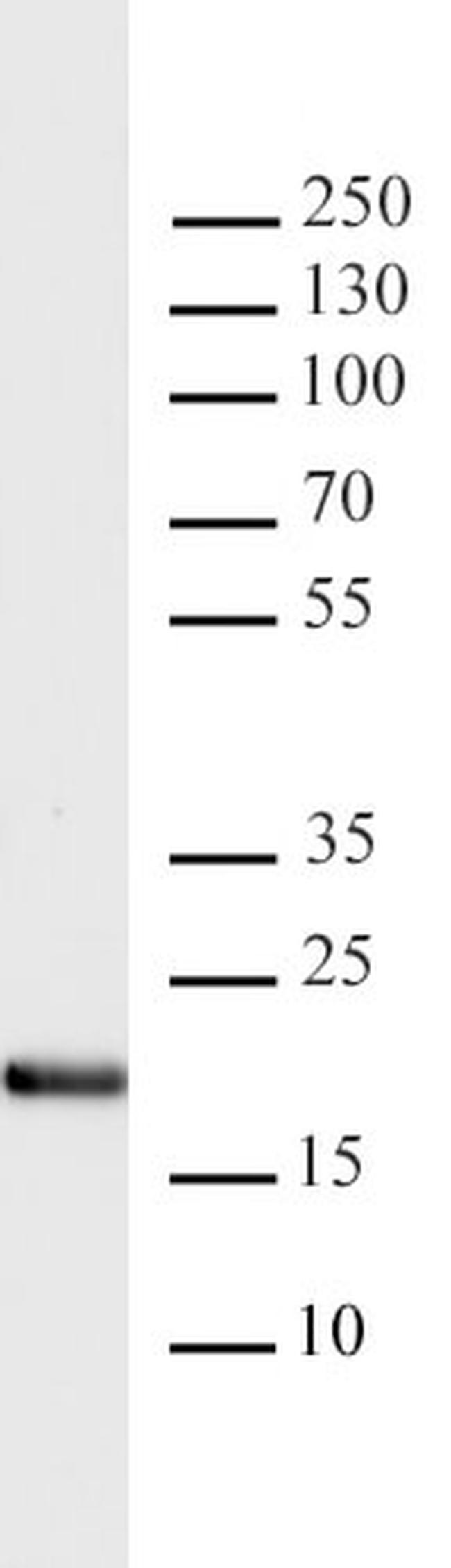 Histone H3K4me1 Antibody in Western Blot (WB)