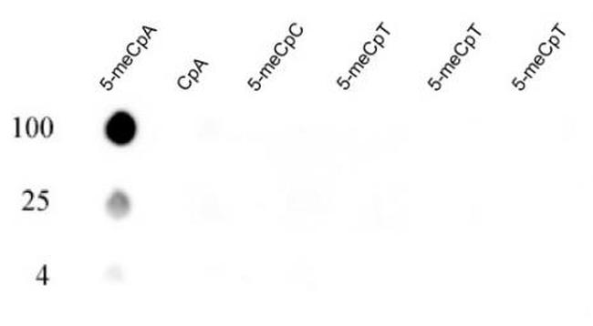 5-mCpA Antibody in Dot Blot (DB)