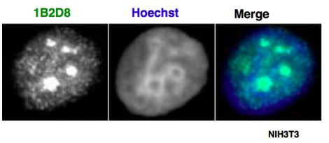 AATF / Che-1 Antibody in Immunocytochemistry (ICC/IF)