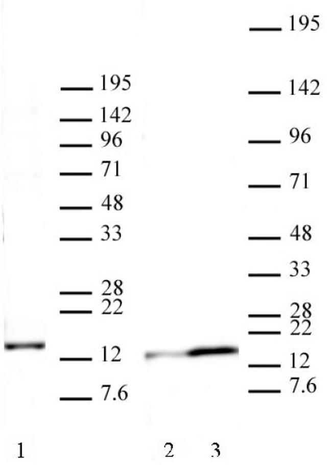 Histone H2A.J Antibody in Western Blot (WB)