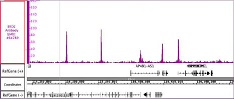 BRD2 Antibody in ChIP-Sequencing (ChIP-Seq)